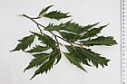Fagus sylvatica 'Aspleniifolia' Fern-leaved Beech