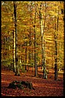 Fagus sylvatica Beech