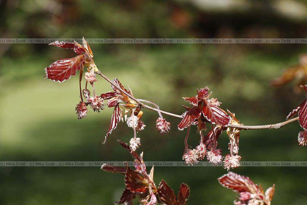 Fagus sylvatica forma purpurea Purple beech