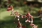 Fagus sylvatica forma purpurea Purple beech