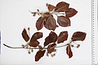 Fagus sylvatica forma purpurea Purple beech