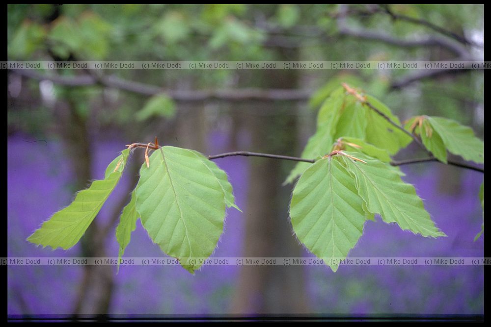 Fagus sylvatica Beech