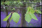 Fagus sylvatica Beech