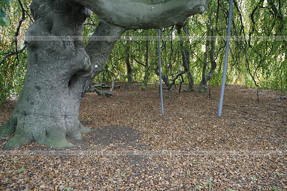 Fagus sylvatica 'Pendula'