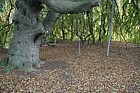 Fagus sylvatica 'Pendula'