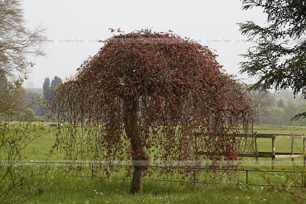 Fagus sylvatica 'Purpurea Pendula' Weeping purple beech