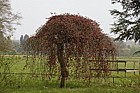 Fagus sylvatica 'Purpurea Pendula' Weeping purple beech