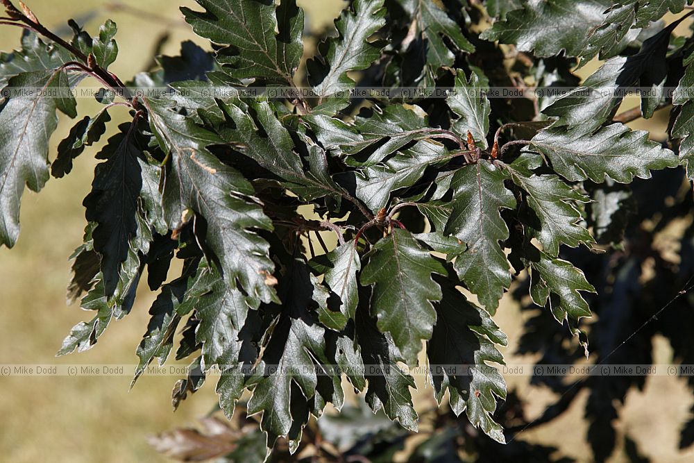 Fagus sylvatica 'Rohanii'