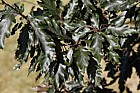 Fagus sylvatica 'Rohanii'