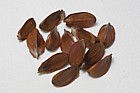 Fagus sylvatica Beech masts seeds