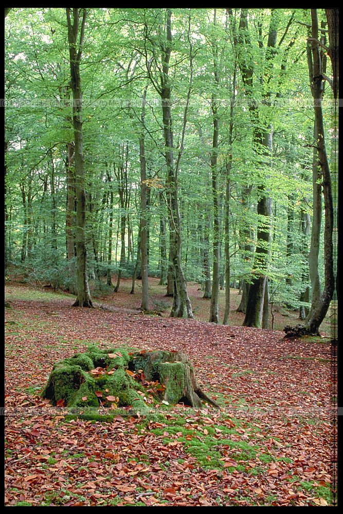Fagus sylvatica Beech