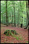 Fagus sylvatica Beech