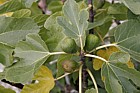 Ficus carica Fig