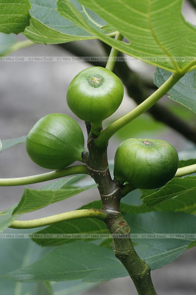 Ficus carica Fig