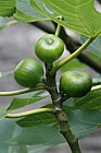 Ficus carica Fig
