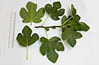 Ficus carica Fig