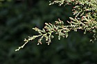 Fitzroya cupressoides