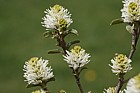Fothergilla major Witch alder