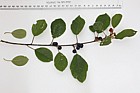 Frangula alnus Alder Buckthorn