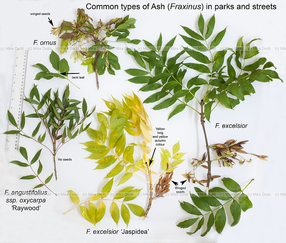 Fraxinus species Common Ash species
