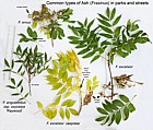 Fraxinus species Common Ash species