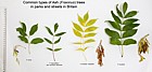Fraxinus species Common Ash species