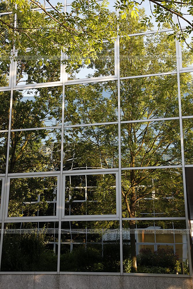 Fraxinus reflection
