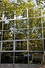 Fraxinus reflection