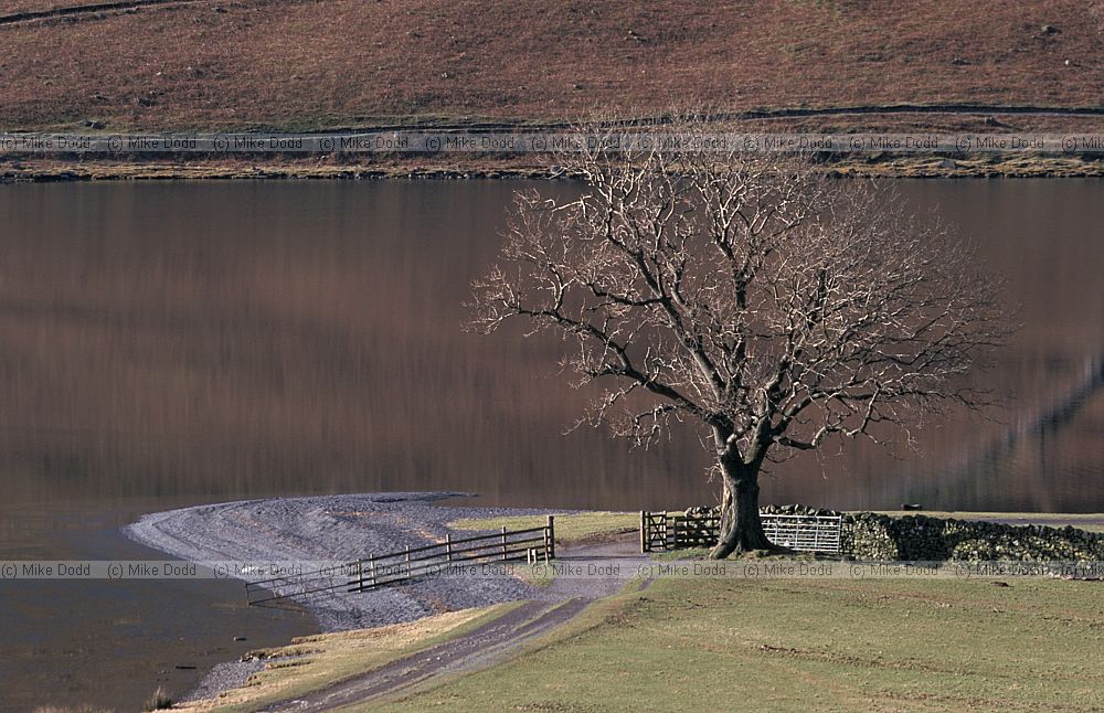 Fraxinus excelsior ash tree walkers Buttermere