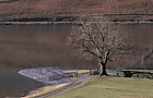 Fraxinus excelsior ash tree walkers Buttermere