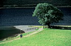 Fraxinus excelsior ash tree walkers Buttermere, Lake district