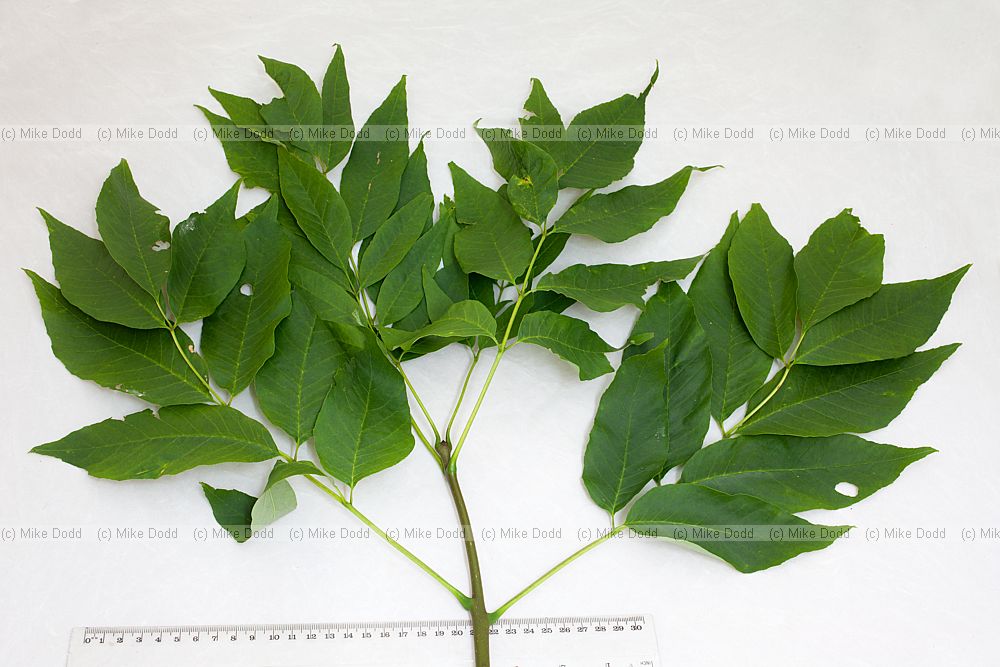 Fraxinus americana White Ash