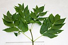 Fraxinus americana White Ash