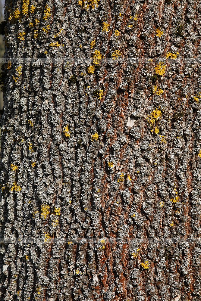 Fraxinus americana