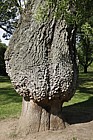 Fraxinus angustifolia Narrow leaved ash