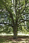 Fraxinus angustifolia Narrow leaved ash