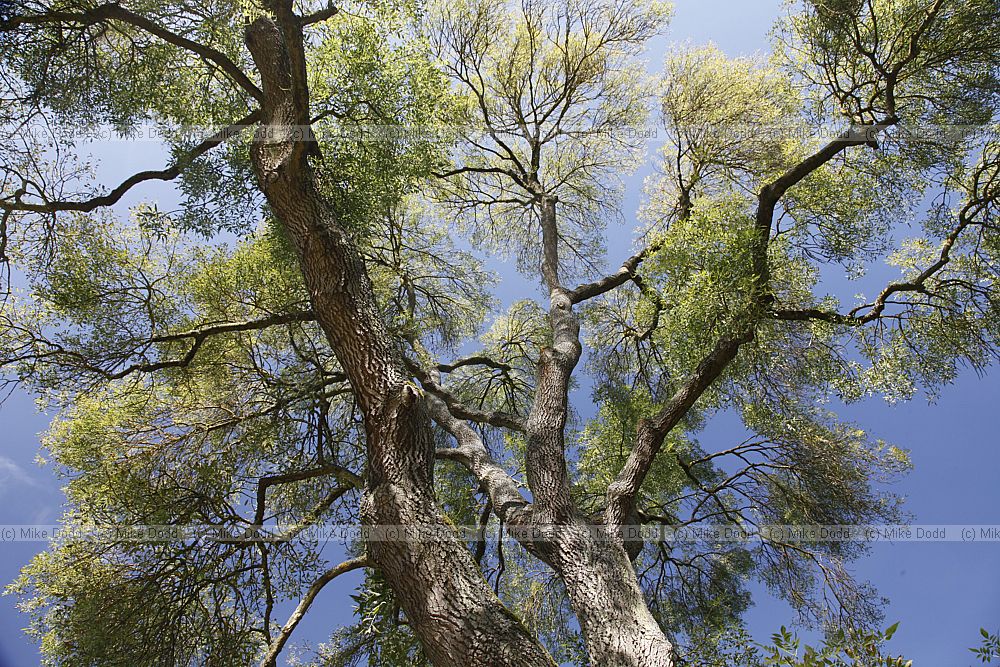 Fraxinus angustifolia Narrow leaved ash