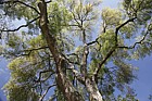 Fraxinus angustifolia Narrow leaved ash