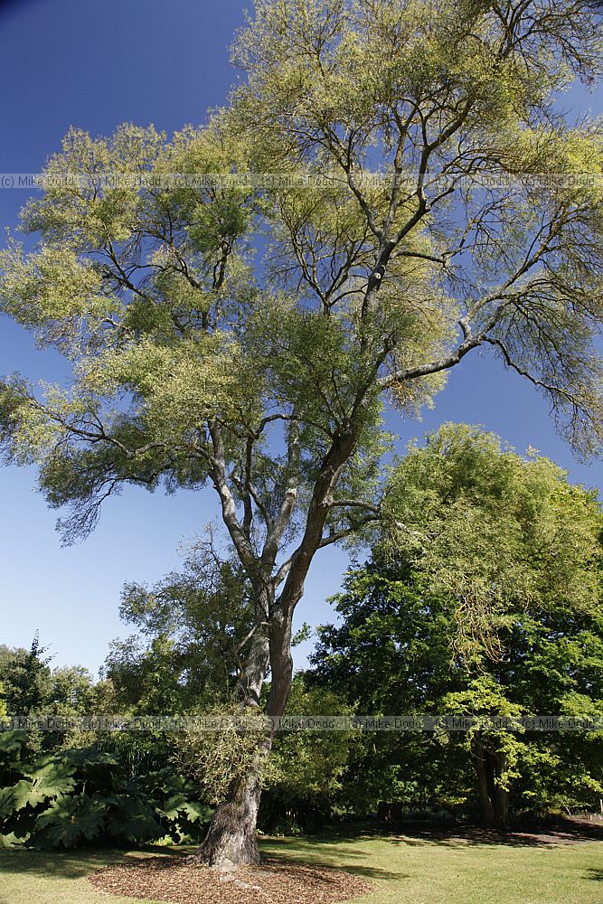 Fraxinus angustifolia Narrow leaved ash