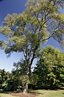 Fraxinus angustifolia Narrow leaved ash
