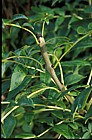 Fraxinus excelsior Ash