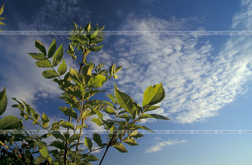 Fraxinus excelsior Ash