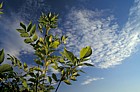 Fraxinus excelsior Ash