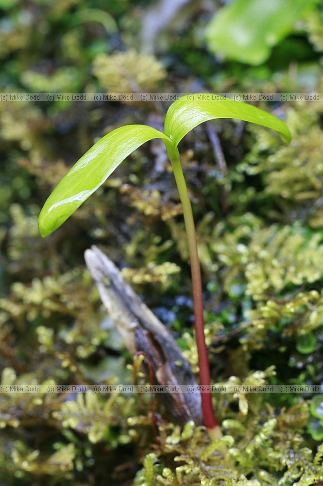 Fraxinus excelsior Ash seedling growing in damp moss