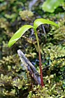 Fraxinus excelsior Ash seedling growing in damp moss