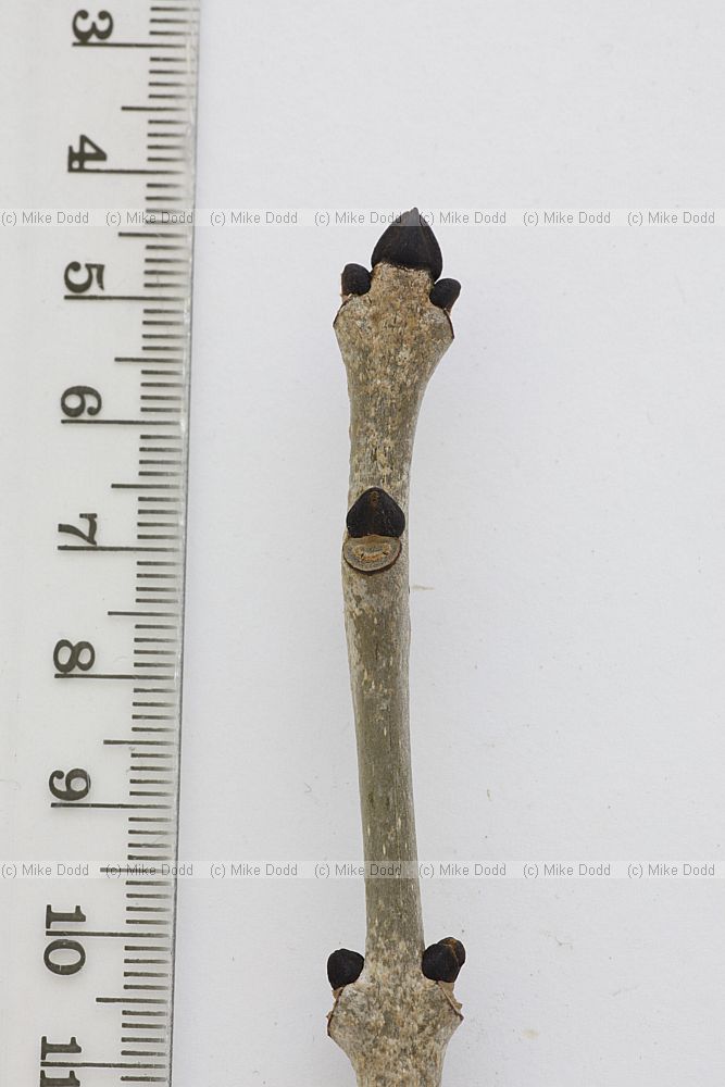 Fraxinus excelsior Ash