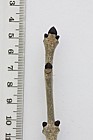 Fraxinus excelsior Ash