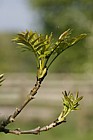 Fraxinus excelsior Ash