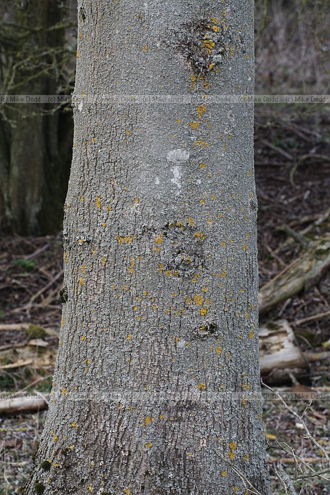 Fraxinus excelsior Ash