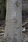 Fraxinus excelsior Ash